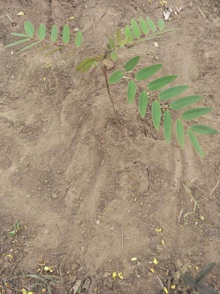 tree image