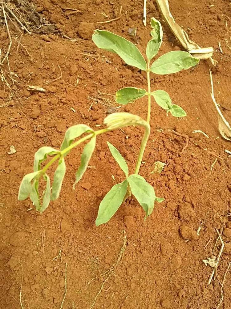 tree image