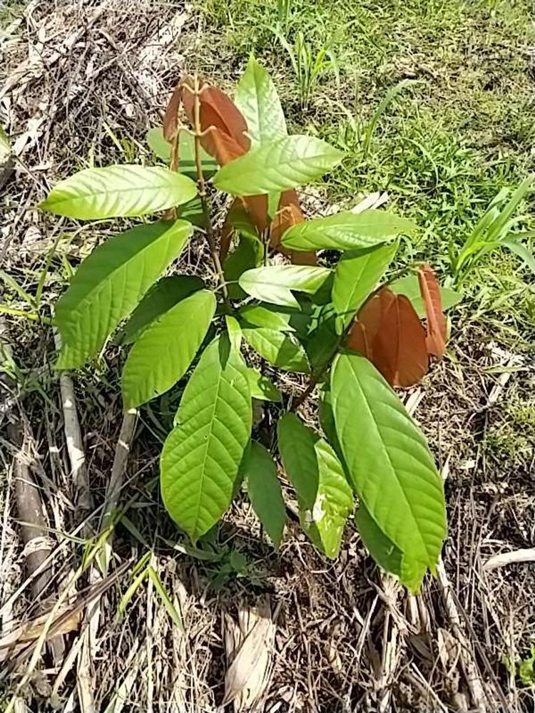 tree image