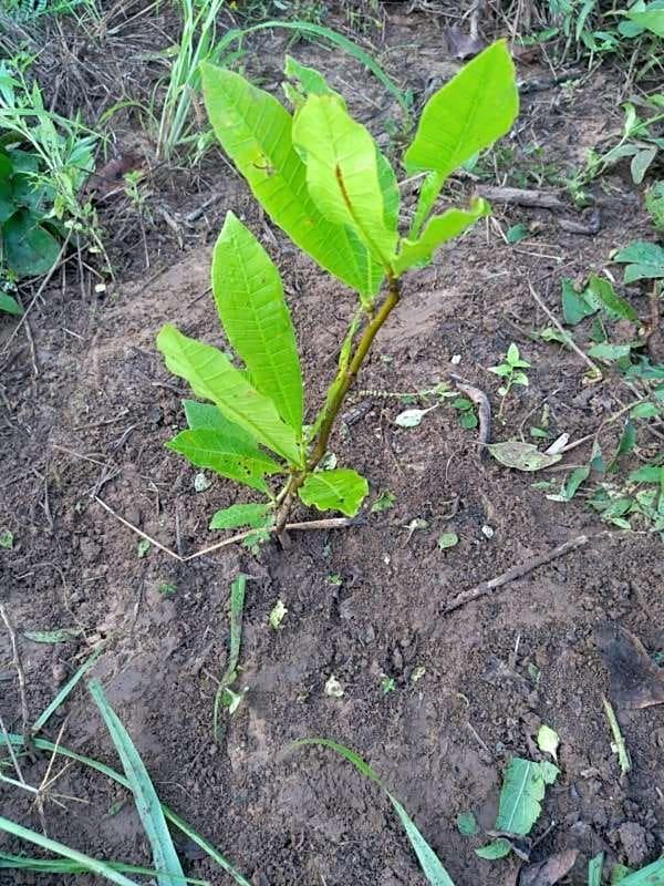 tree image