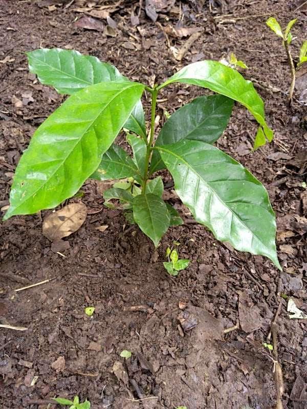 tree image