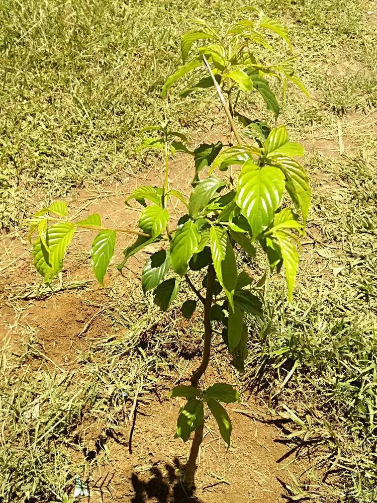 tree image