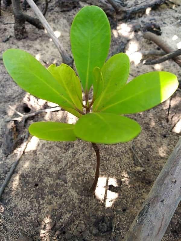 tree image