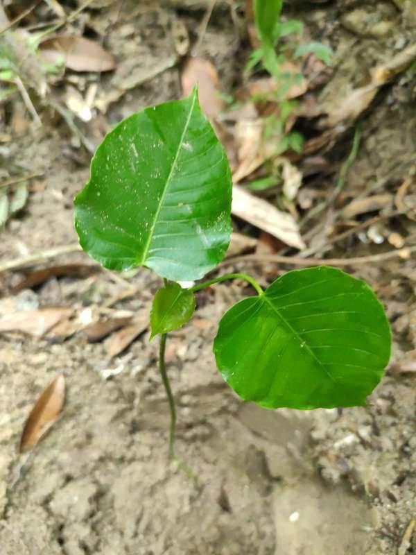 tree image