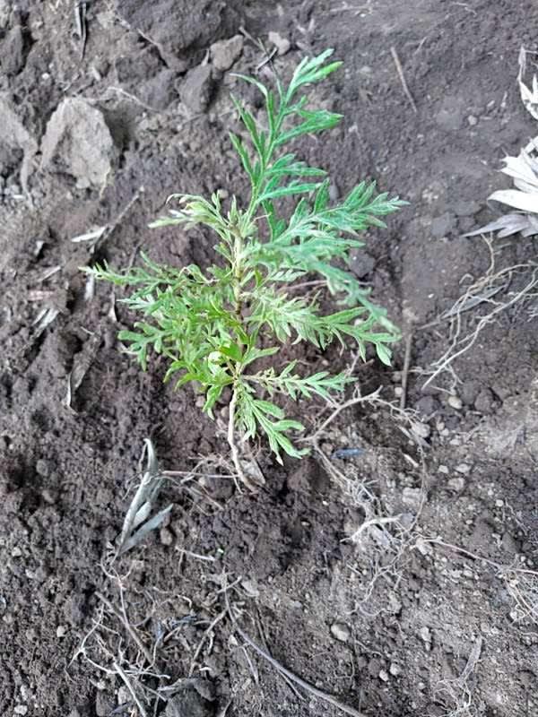 tree image