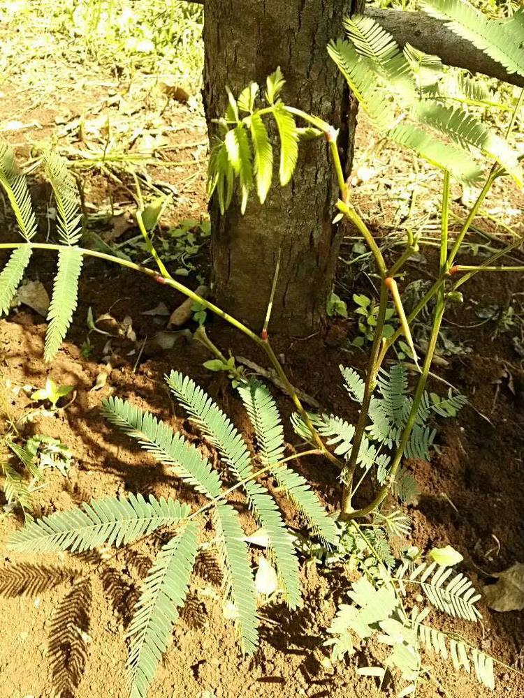 tree image