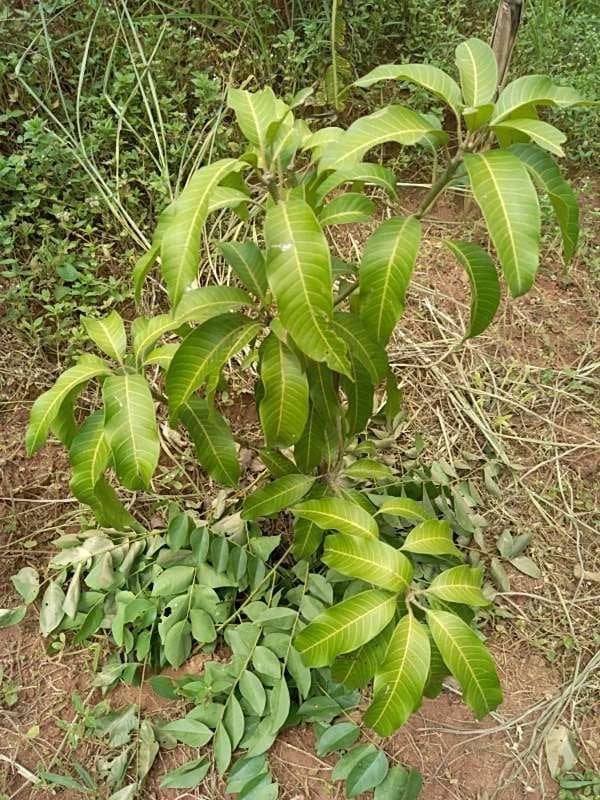 tree image