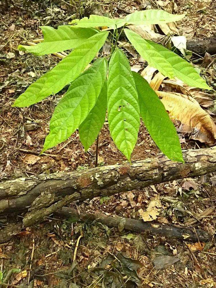 tree image