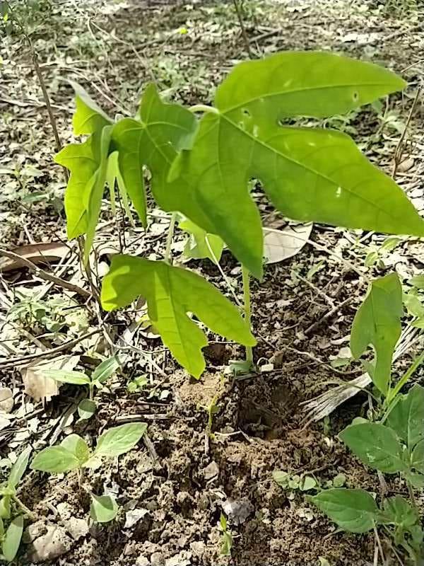 tree image