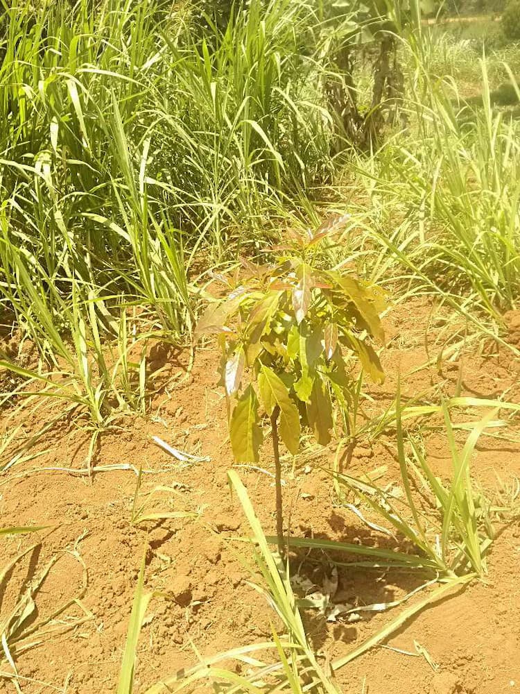tree image