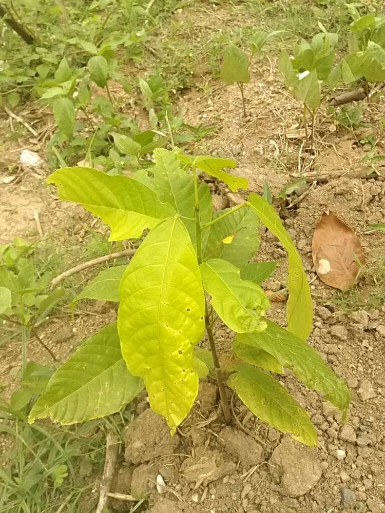 tree image