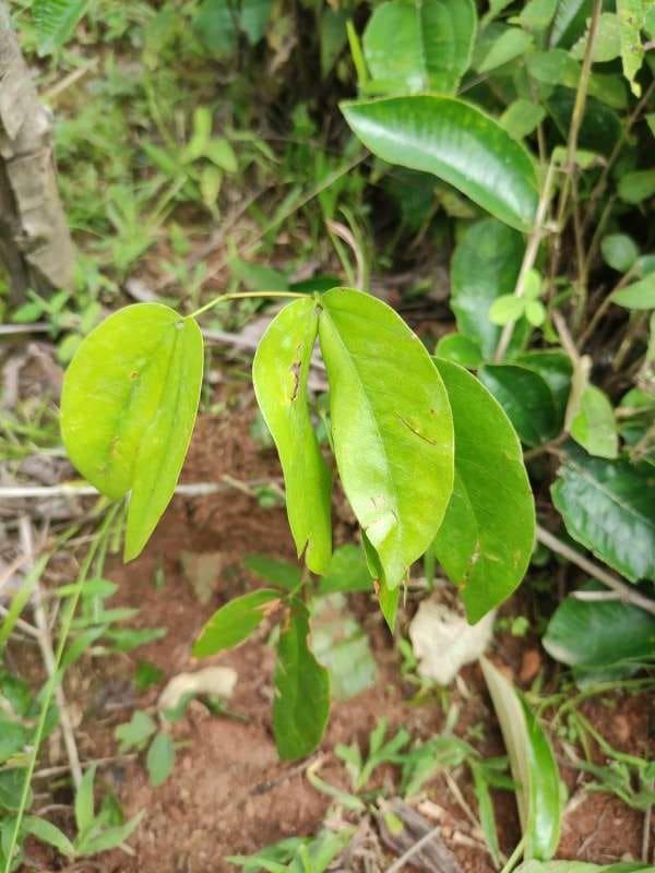 tree image