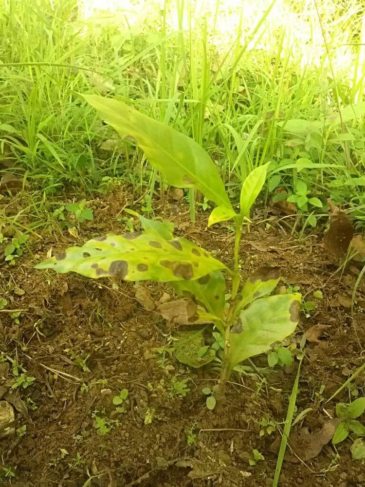 tree image