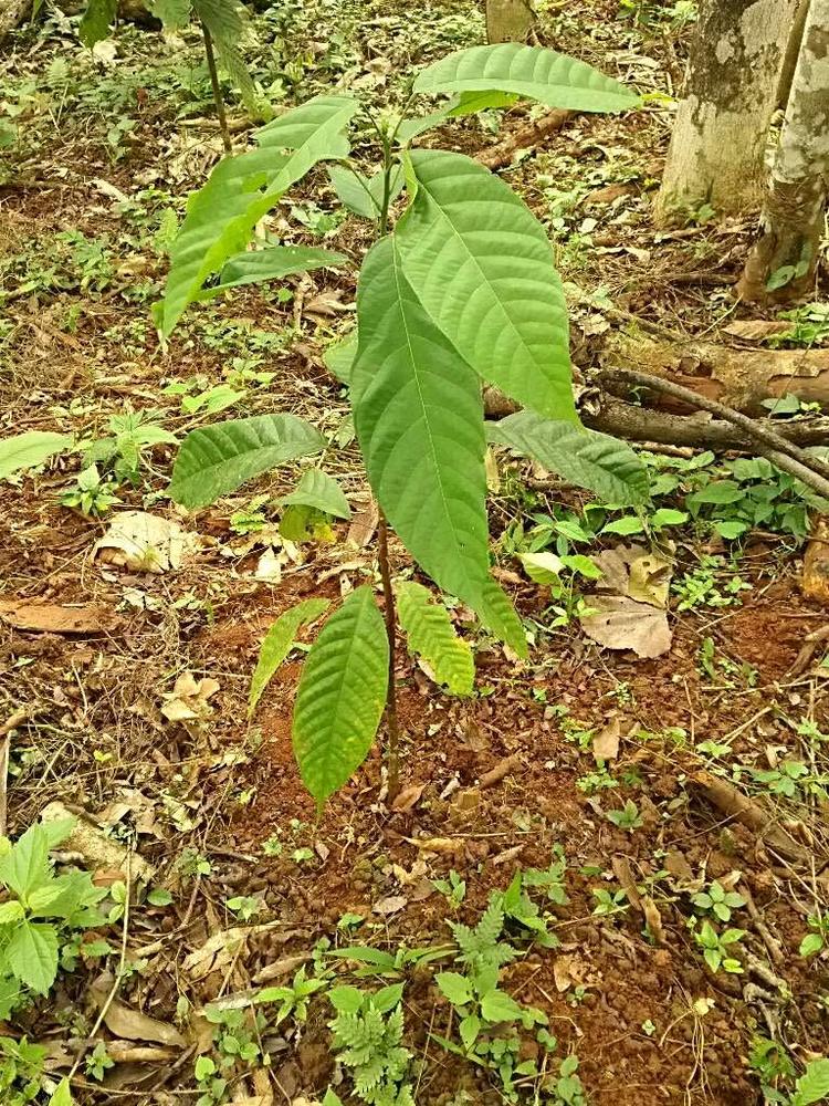tree image