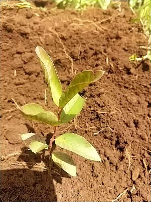 tree image
