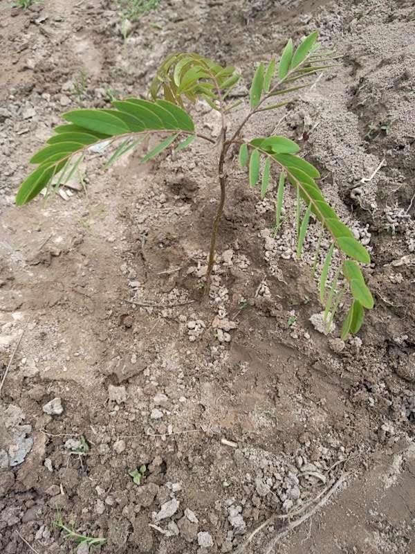 tree image