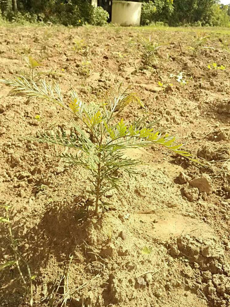 tree image