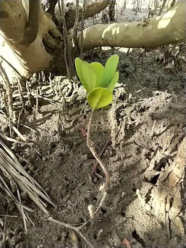 tree image