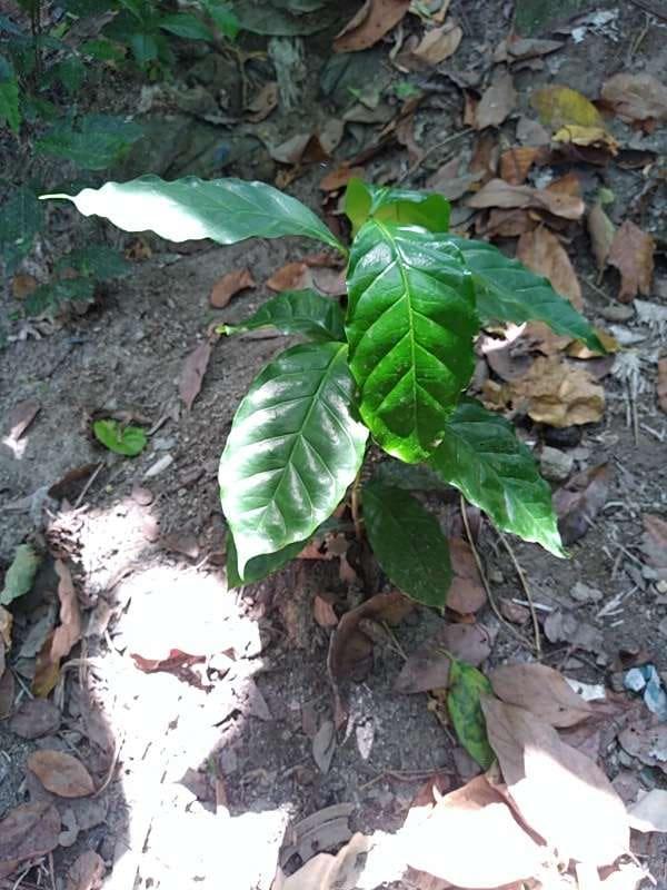 tree image
