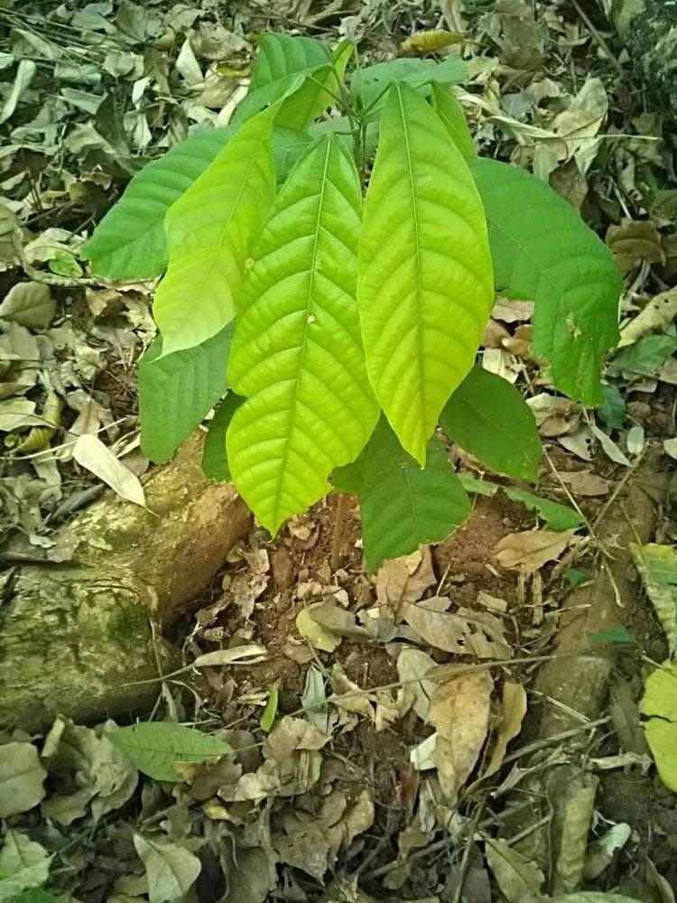 tree image