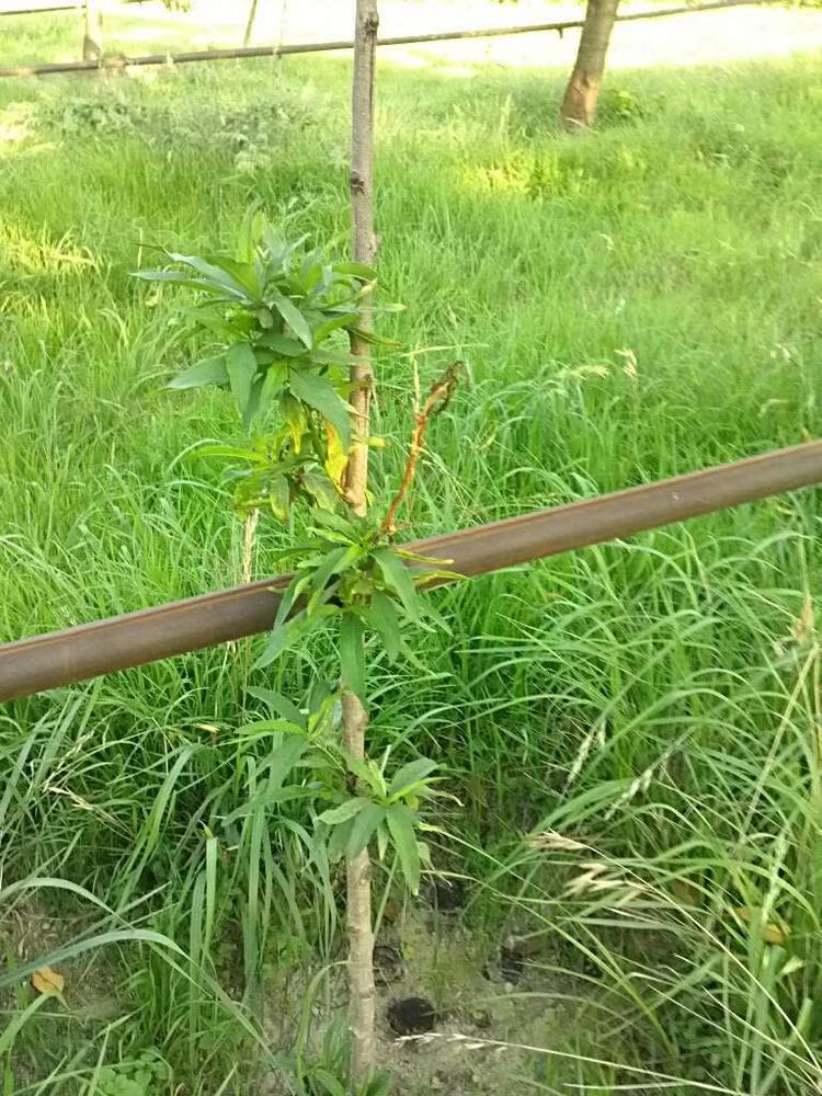 tree image
