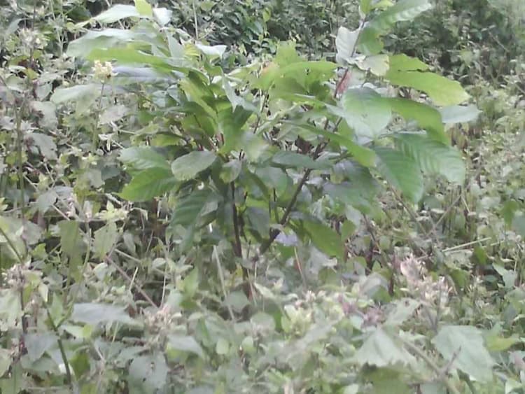tree image