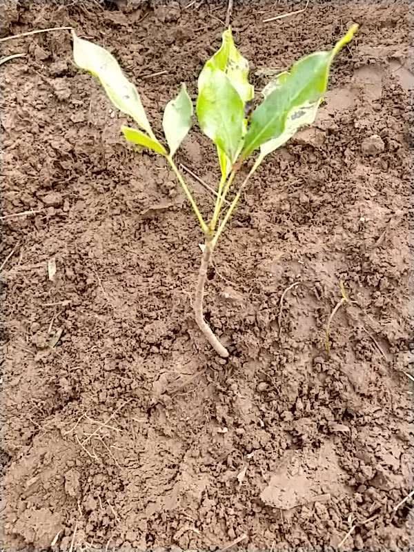 tree image