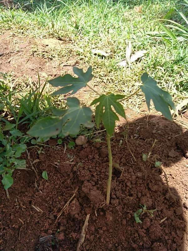 tree image