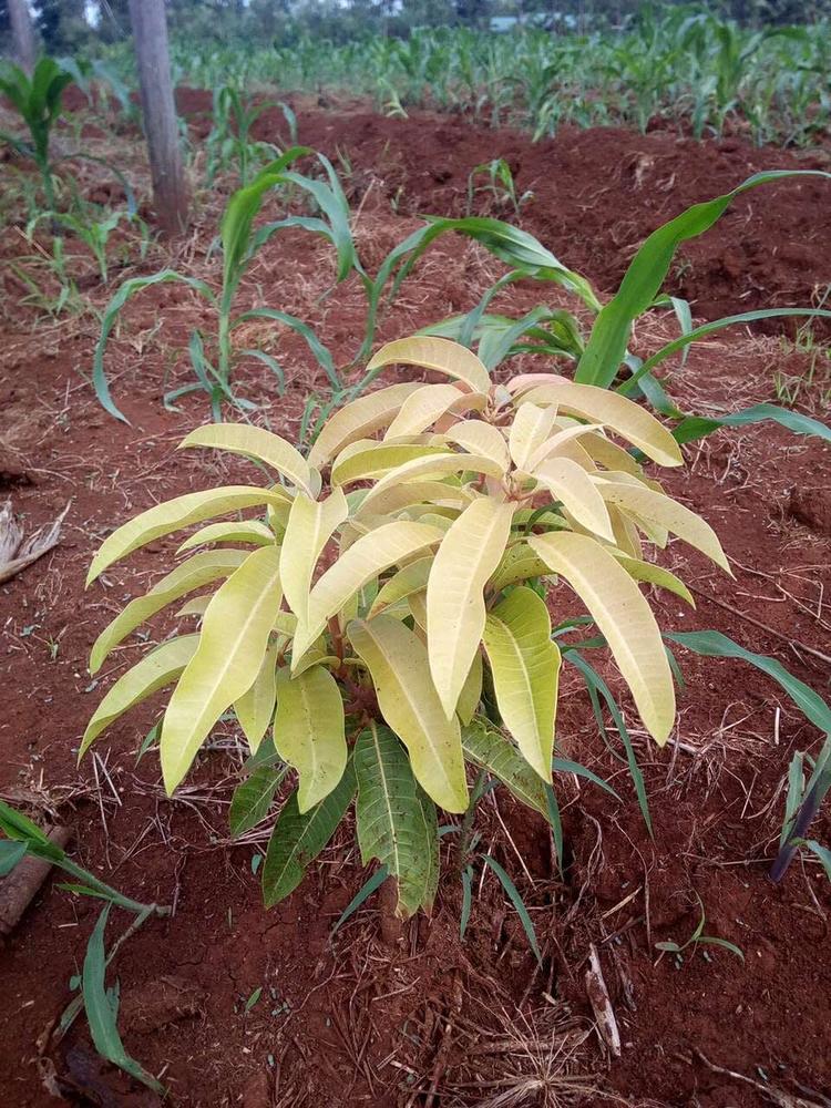 tree image