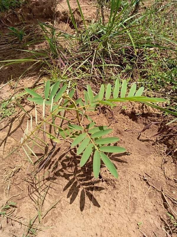 tree image