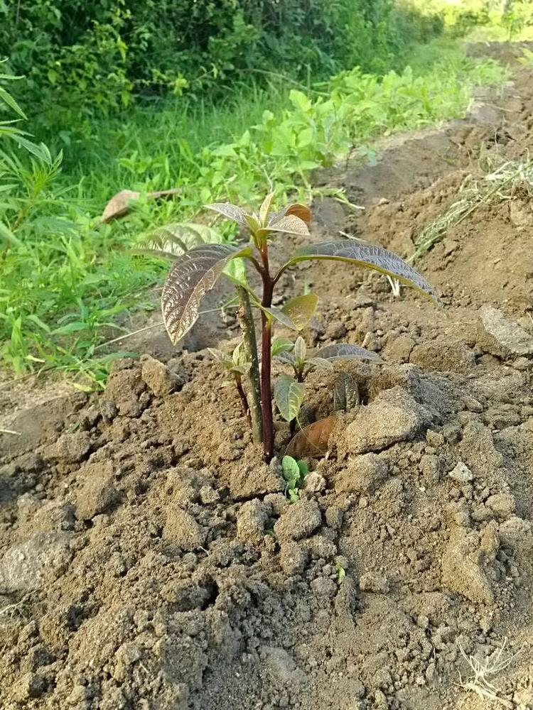 tree image