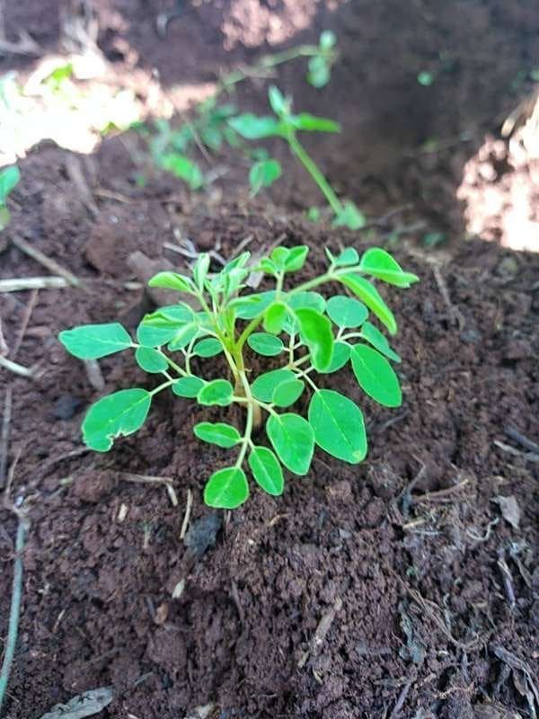 tree image