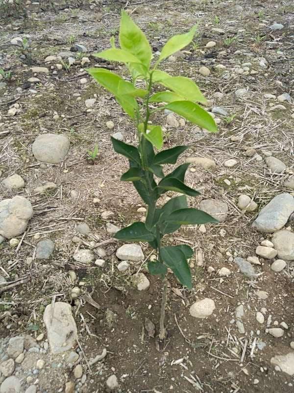 tree image