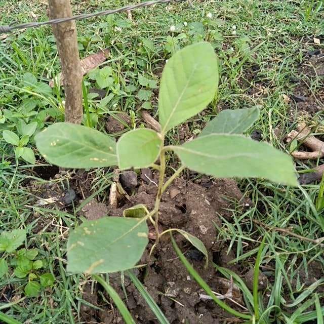 tree image