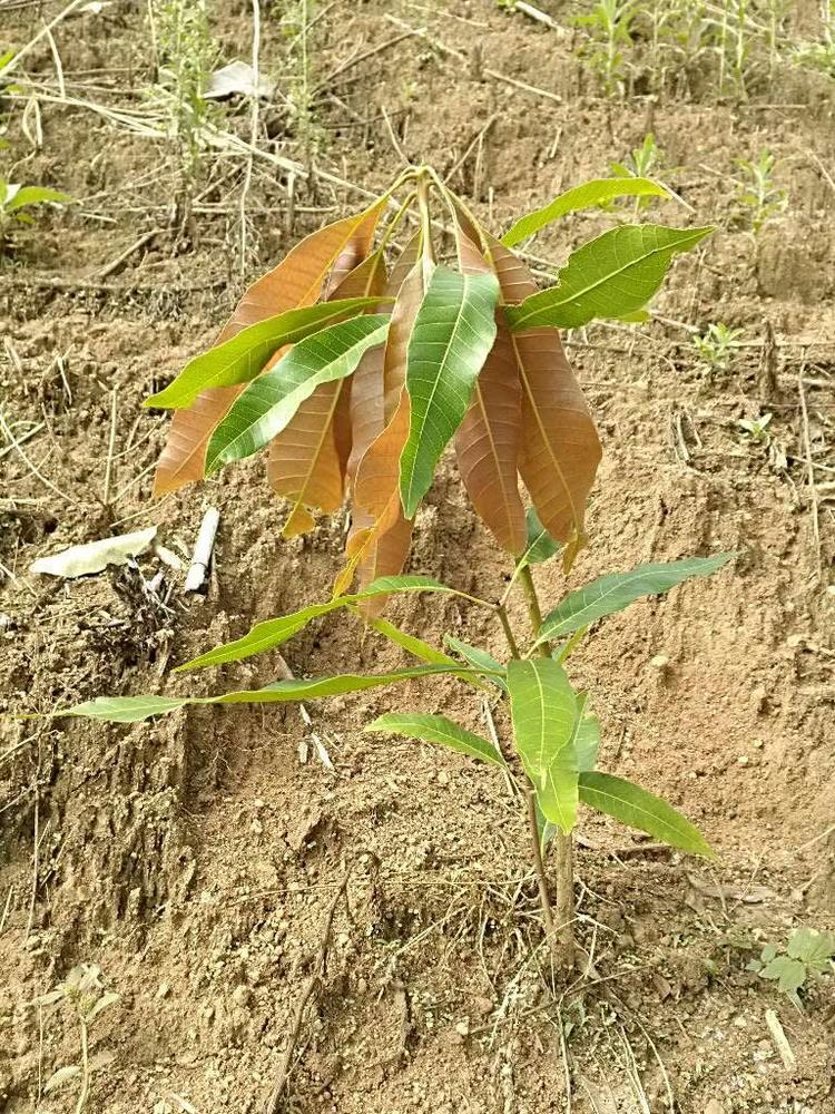 tree image