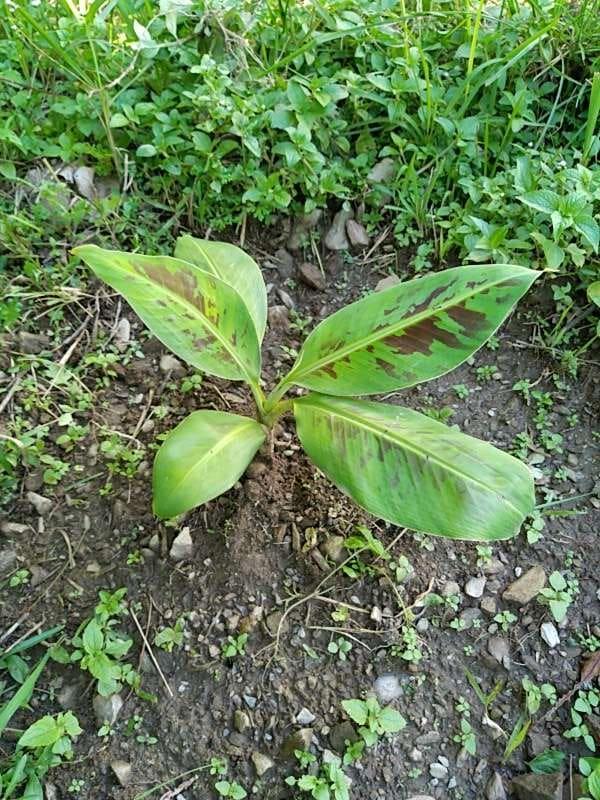 tree image