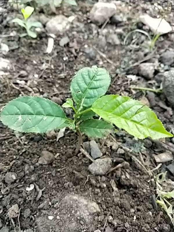 tree image