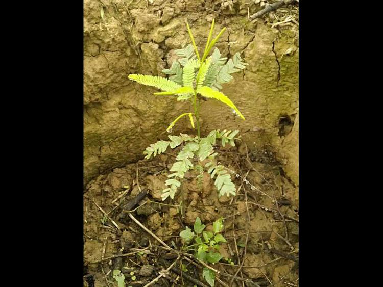 tree image