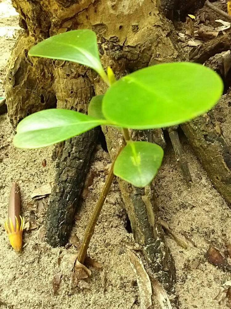 tree image