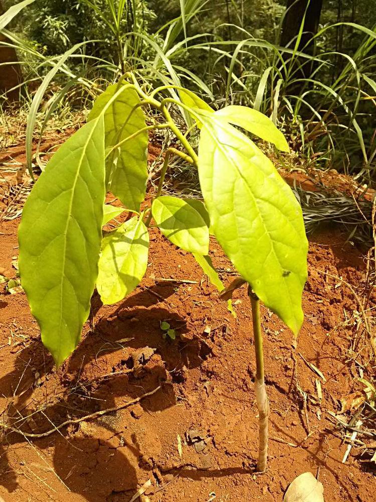 tree image