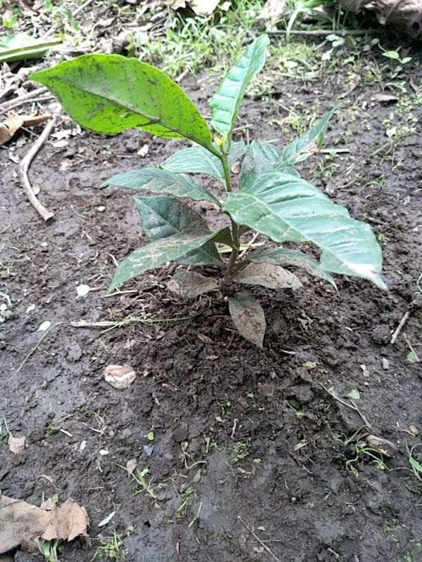 tree image