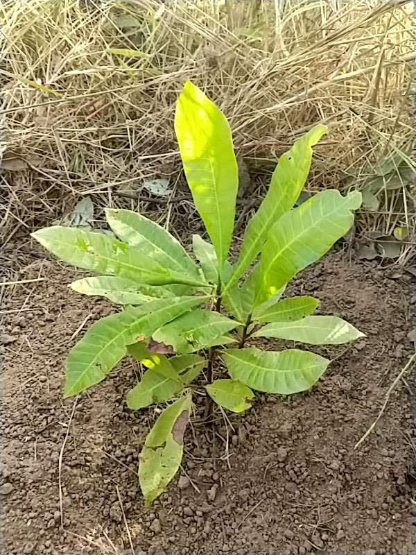 tree image
