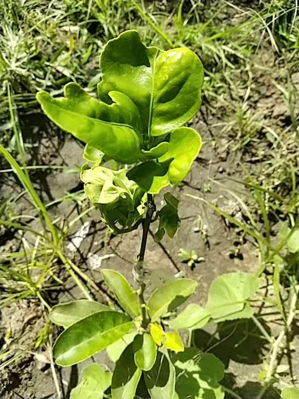 tree image