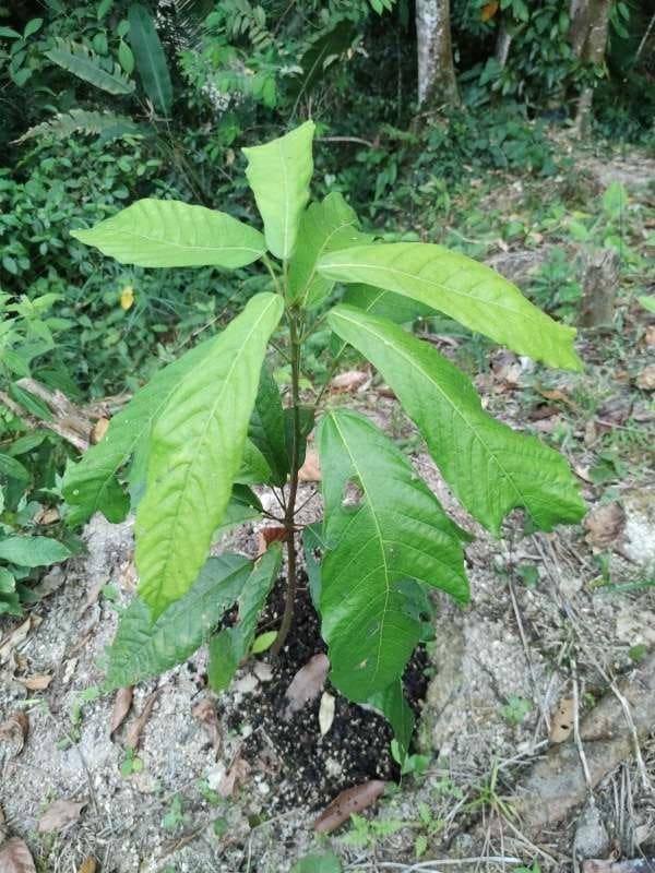 tree image