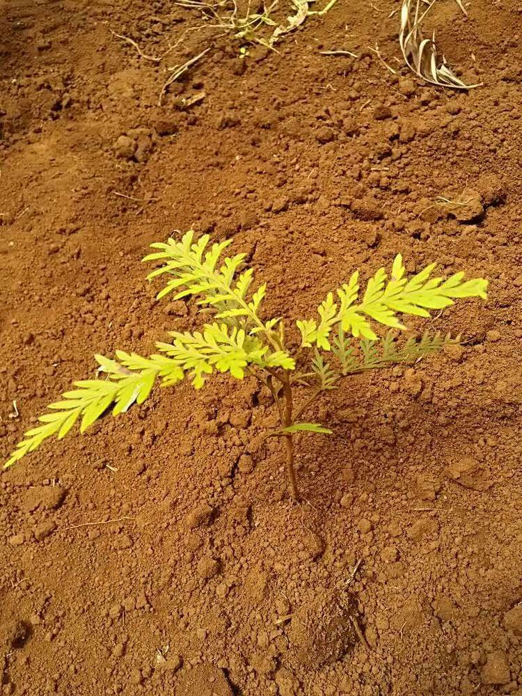 tree image