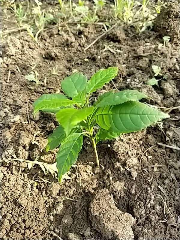 tree image