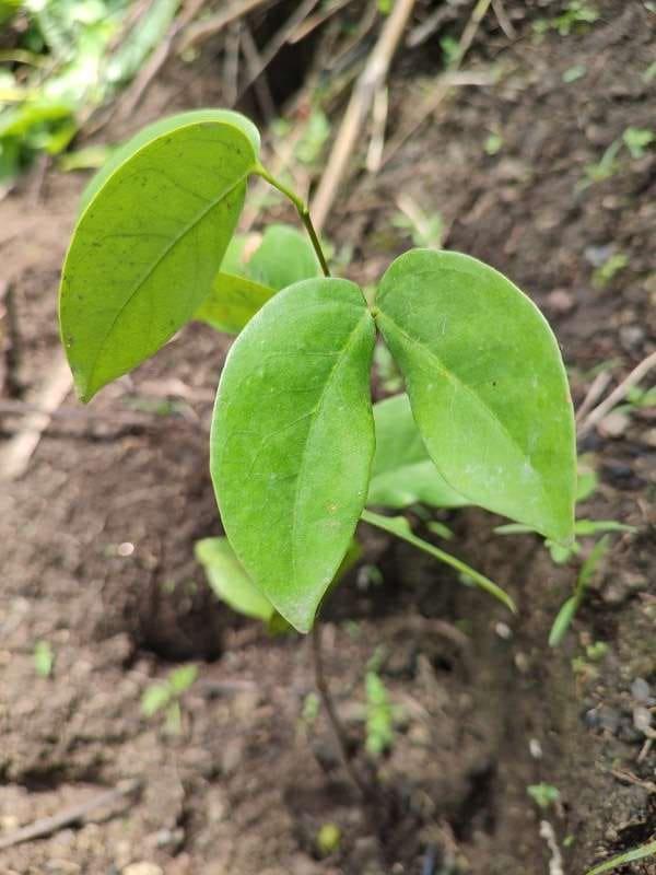 tree image