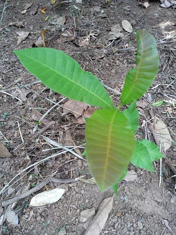tree image