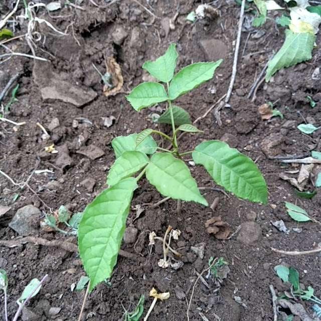 tree image