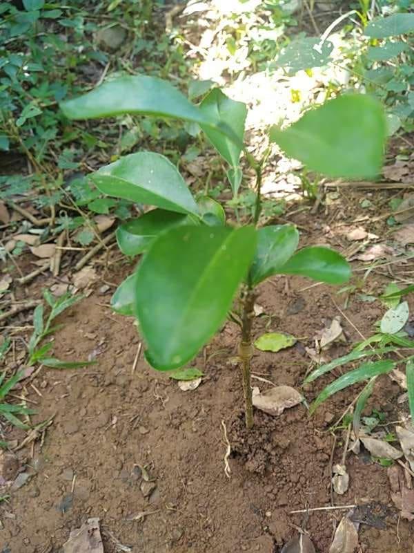 tree image